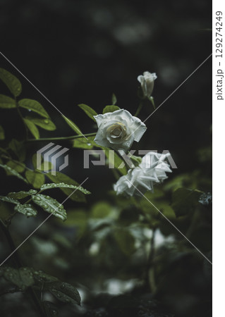 雨上がりの白いバラ 129274249