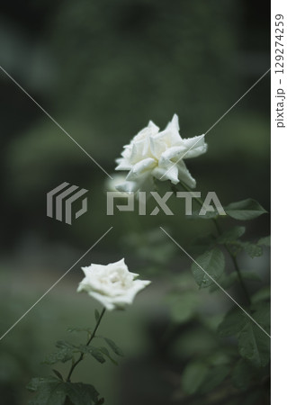 雨上がりの白いバラ 129274259