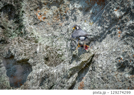 岩場の勇敢なハンター、高速で飛んで狩りを行う猛禽類、ハヤブサ 129274299
