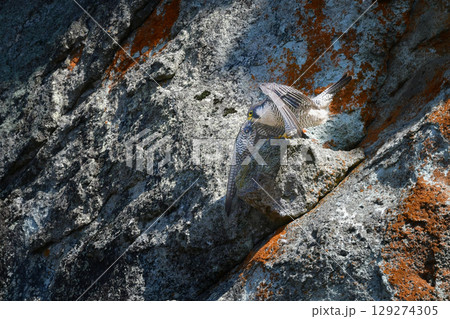 岩場の勇敢なハンター、高速で飛んで狩りを行う猛禽類、ハヤブサ 129274305