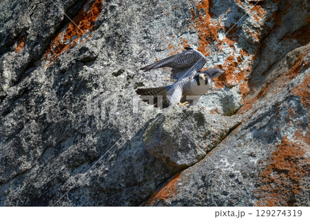 岩場の勇敢なハンター、高速で飛んで狩りを行う猛禽類、ハヤブサ 岩場の勇敢なハンター、高速で飛んで狩りを行う猛禽類、ハヤブサ 129274319