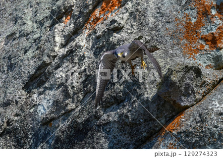 岩場の勇敢なハンター、高速で飛んで狩りを行う猛禽類、ハヤブサ 岩場の勇敢なハンター、高速で飛んで狩りを行う猛禽類、ハヤブサ 129274323