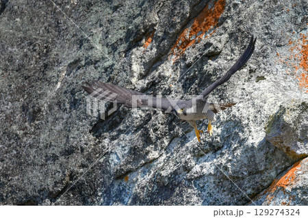 岩場の勇敢なハンター、高速で飛んで狩りを行う猛禽類、ハヤブサ 岩場の勇敢なハンター、高速で飛んで狩りを行う猛禽類、ハヤブサ 129274324