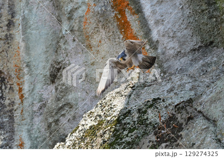 岩場の勇敢なハンター、高速で飛んで狩りを行う猛禽類、ハヤブサ 岩場の勇敢なハンター、高速で飛んで狩りを行う猛禽類、ハヤブサ 129274325