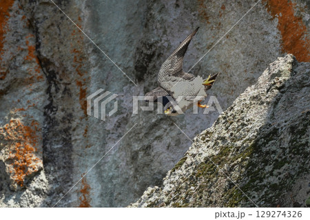 岩場の勇敢なハンター、高速で飛んで狩りを行う猛禽類、ハヤブサ 岩場の勇敢なハンター、高速で飛んで狩りを行う猛禽類、ハヤブサ 129274326