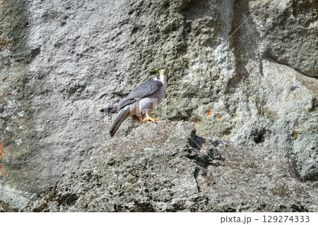 岩場の勇敢なハンター、高速で飛んで狩りを行う猛禽類、ハヤブサ 129274333