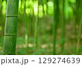 竹林に差し込む初夏の光 129274639
