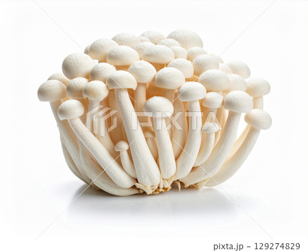 秋の味覚　白いブナシメジ　白背景 129274829