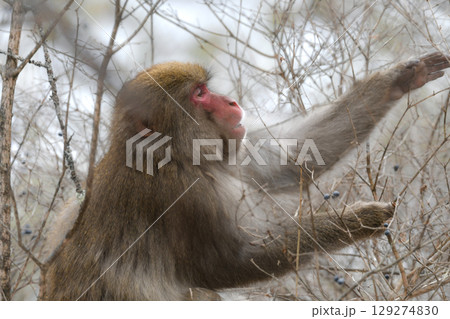 真冬の雪の中、日光や地獄谷温泉で遊び好きの愛嬌のある姿を見せるニホンザル 129274830