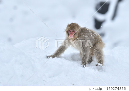 真冬の雪の中、日光や地獄谷温泉で遊び好きの愛嬌のある姿を見せるニホンザル 129274836