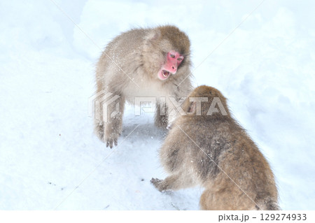 真冬の雪の中、日光や地獄谷温泉で遊び好きの愛嬌のある姿を見せるニホンザル 129274933