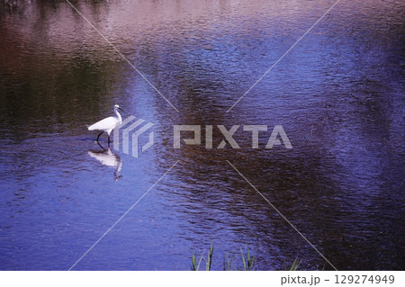 川を優雅に歩くシラサギ 129274949