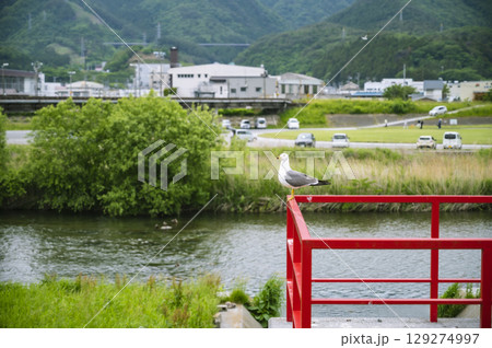 川沿いの赤い構造物に佇む鳥と地方都市の背景 川沿いの赤い構造物に佇む鳥と地方都市の背景 129274997