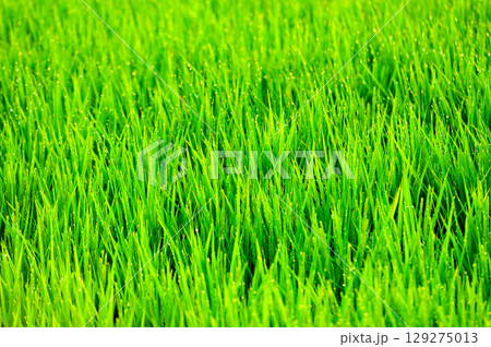 夏 田んぼの苗 夏 田んぼの苗 129275013