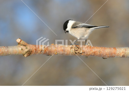 公園や住宅地で出会える北海道にしかいない身近なかわいい小鳥、ハシブトガラ 129275021