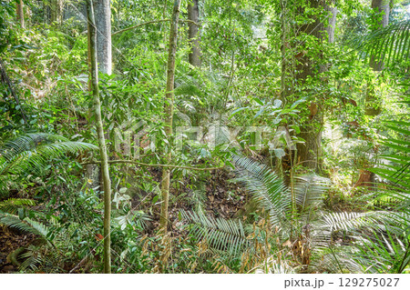 Diverse vegetation in the evergreen rainforest of Borneo, Sabah, Malaysia. Diverse vegetation in the evergreen rainforest of Borneo, Sabah, Malaysia. 129275027