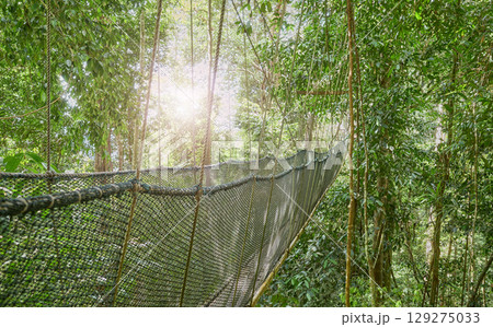View of an evergreen rainforest canopy walkway, Borneo, Malaysia. View of an evergreen rainforest canopy walkway, Borneo, Malaysia. 129275033