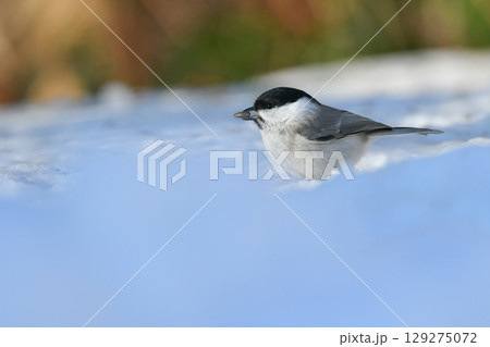 公園や住宅地で出会える北海道にしかいない身近なかわいい小鳥、ハシブトガラ 129275072