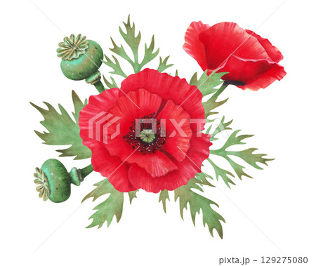 Composition of poppy buds with petals and capsules. Watercolor illustration. Poppy Day. Hand drawn isolated art. Drawing of botanical plant. Spring and Labour holiday. Remembrance Day. Anzac Day. 129275080