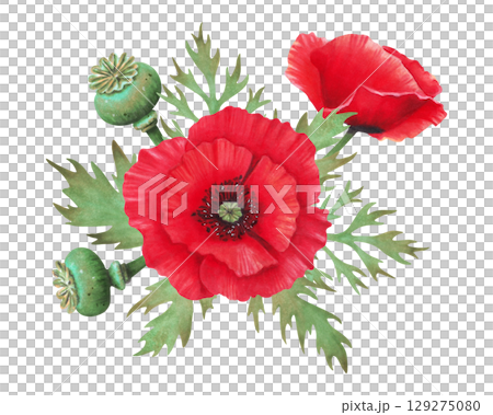 Composition of poppy buds with petals and capsules. Watercolor illustration. Poppy Day. Hand drawn isolated art. Drawing of botanical plant. Spring and Labour holiday. Remembrance Day. Anzac Day. 129275080