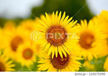 ひまわり　 129275090