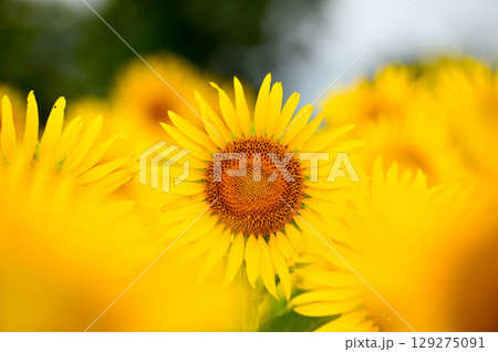 ひまわり ひまわり 129275091