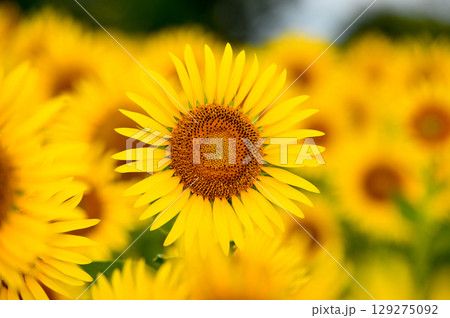 ひまわり　 129275092