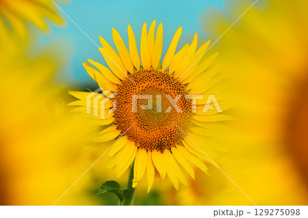 ひまわり ひまわり 129275098