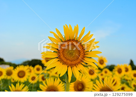 ひまわり　 129275099
