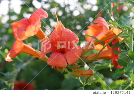 夏の庭に咲くノウゼンカズラの赤い花 夏の庭に咲くノウゼンカズラの赤い花 129275141