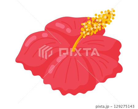 Red Tropical Hibiscus Flower Illustration 129275143