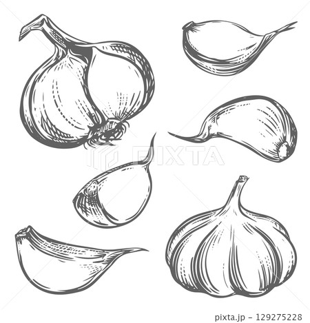 Vector sketch of a whole head of garlic and cloves. Hand drawn illustration in engraving style. Detailed drawing of the aromatic seasoning with ink and brush. Sketch for packaging or logo. 129275228