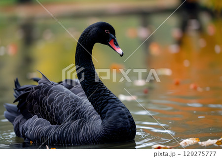 Black swan on water surface, close up 129275777