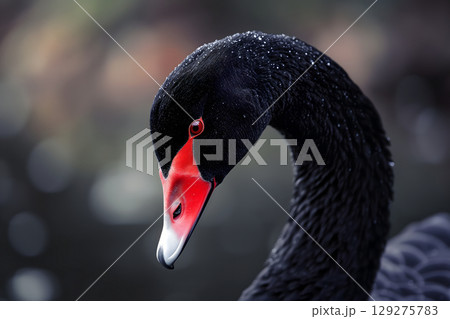 Black swan on water surface, close up Black swan on water surface, close up 129275783