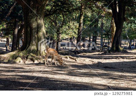 Young sika deer bends to the ground under tall trees in Nara, Japan Young sika deer bends to the ground under tall trees in Nara, Japan 129275981
