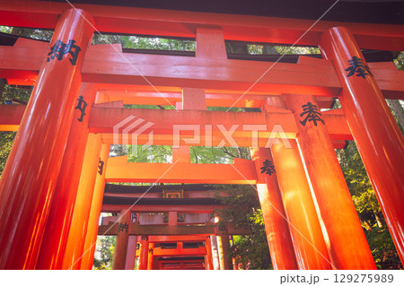 Morning light illuminates traditional vermilion torii gates at Fushimi Inari Taisha in Kyoto 129275989