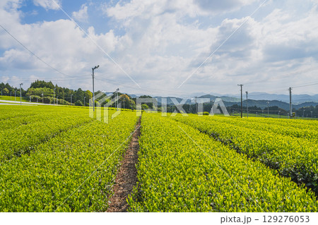 磐田市の広がる茶畑の風景(静岡県) 磐田市の広がる茶畑の風景(静岡県) 129276053