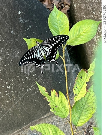 アゲハ アゲハ 129276200