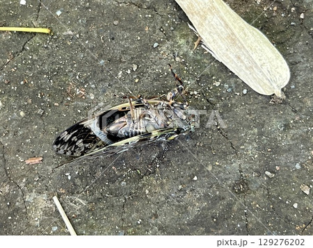 死んだセミ 死んだセミ 129276202