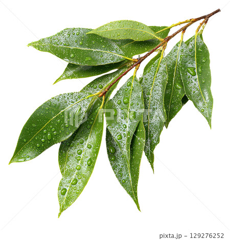 Green laurel branch. AI-generated item Green laurel branch. AI-generated item 129276252