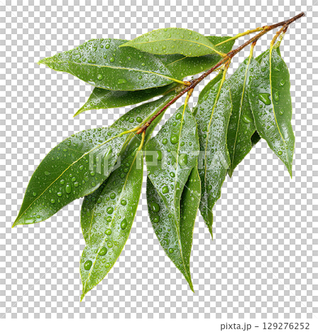 Green laurel branch. AI-generated item Green laurel branch. AI-generated item 129276252