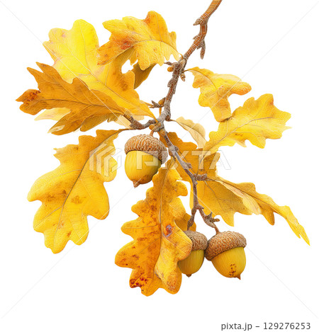 Autumn oak branch with acorns. AI-generated item Autumn oak branch with acorns. AI-generated item 129276253