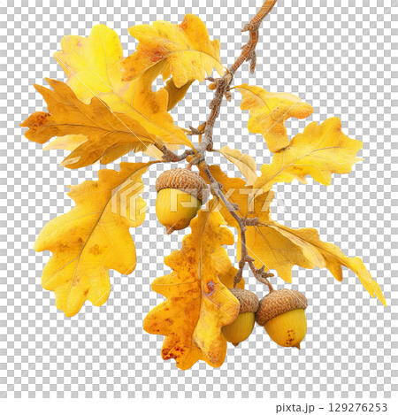Autumn oak branch with acorns. AI-generated item Autumn oak branch with acorns. AI-generated item 129276253