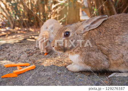 ニンジンを食べる大久野のウサギ ニンジンを食べる大久野のウサギ 129276387