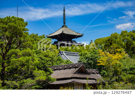 【京都風景】仁和寺　池泉越しの五重塔と気品ある庭 129276487