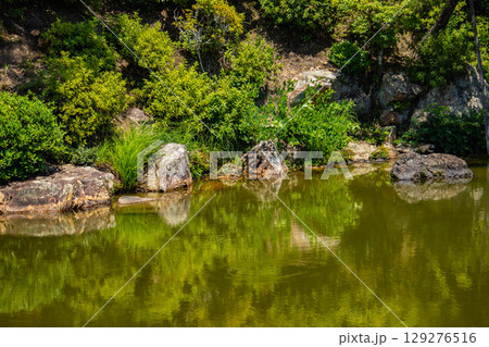 【京都風景】仁和寺　池泉越しの五重塔と気品ある庭 129276516