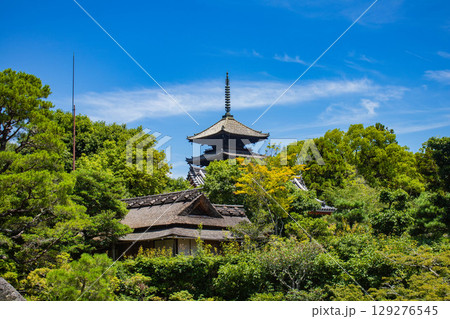 【京都風景】仁和寺 池泉越しの五重塔と気品ある庭 【京都風景】仁和寺 池泉越しの五重塔と気品ある庭 129276545
