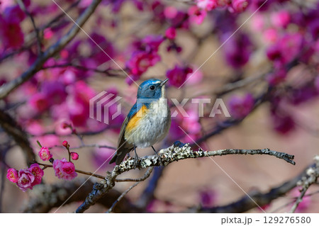 冬に公園や庭で見られる青く美しい小鳥、身近な人気のある野鳥ルリビタキ 129276580