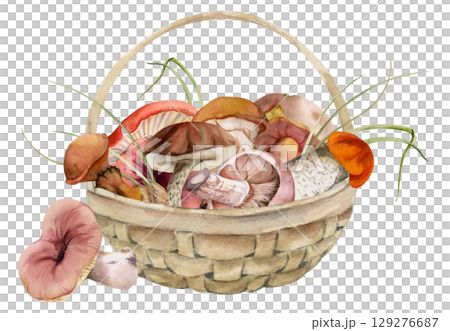 Basket of picked mushrooms, autumn forest harvest of bolete russula webcap milk-cap fungi, grass blades, vegan cooking edible raw ingredient. Illustration hand drawn in watercolor. Wild food market 129276687