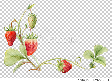 Strawberry on stems, leaves vines tendrils, hanging ripe garden berry pineberry strasberry snakeberry. Isolated botanical illustration hand drawn in watercolor. Farmers market, eco gardening calendar Strawberry on stems, leaves vines tendrils, hanging ripe garden berry pineberry strasberry snakeberry. Isolated botanical illustration hand drawn in watercolor. Farmers market, eco gardening calendar 129276691